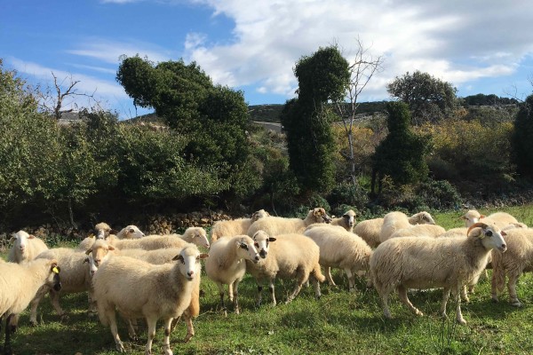 Visite guidée de la fromagerie